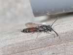 Sapyga quinquepunctata